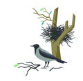 Vector illustration with rook bird and nest isolated on white.